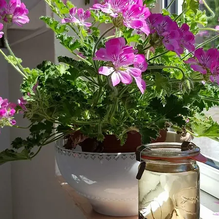 Tante Tut & Onkel E - - 호텔 3*